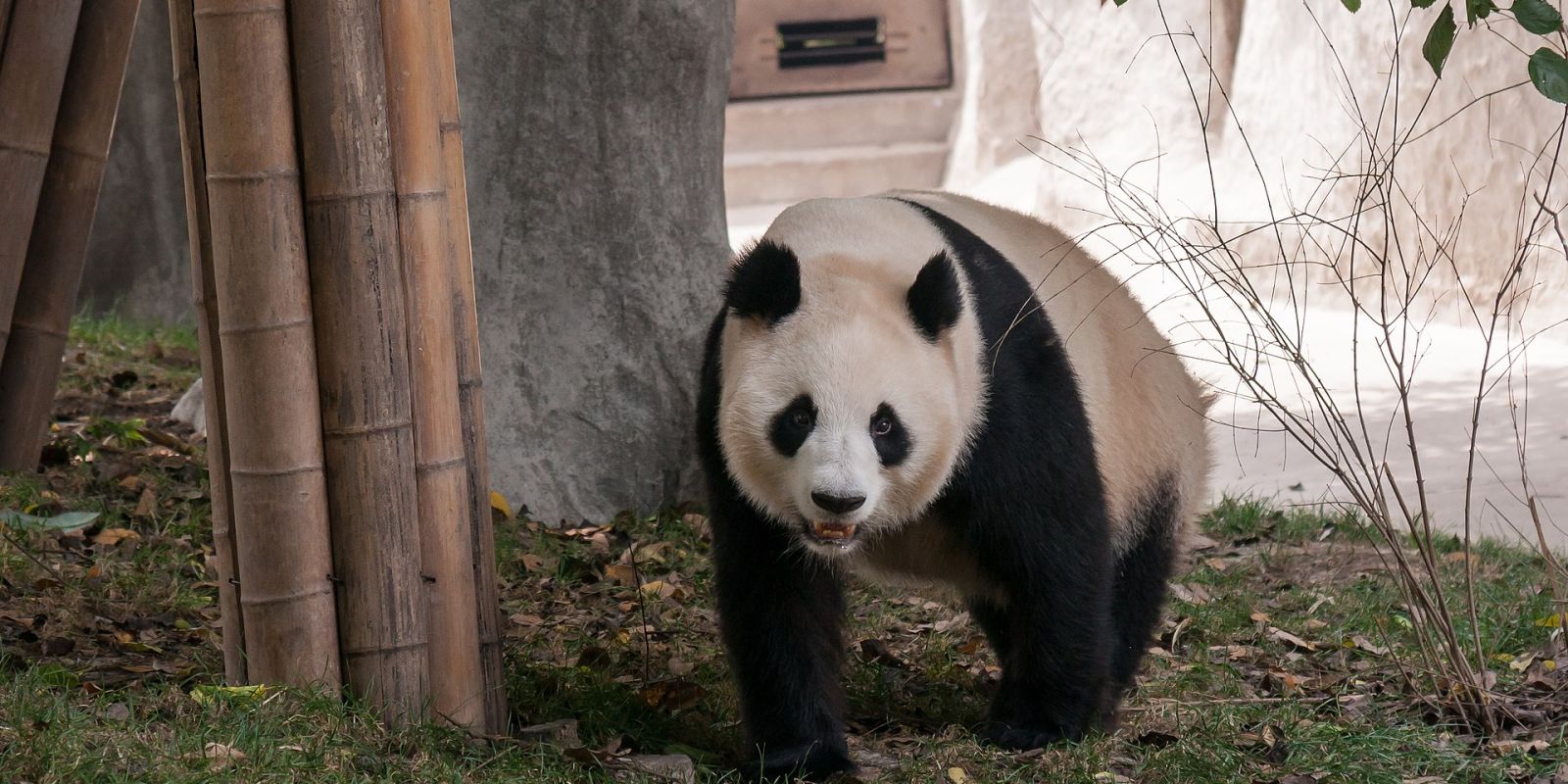 Wielka panda w Chengdu